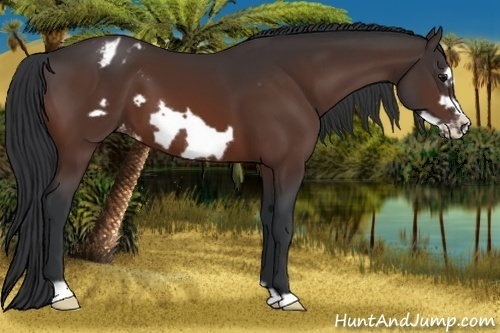 Horse Color:Brown Frame Appaloosa 
