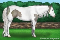 Horse Color:Silver Black Sabino Splash Tobiano 