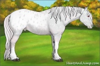 Horse Color:Watercolor Red Dun Chinchilla Appaloosa 