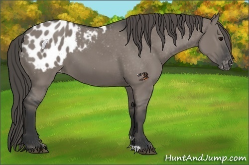 Horse Color:Grullo Appaloosa 