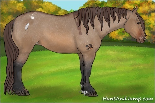 Horse Color:Bay Dun Appaloosa 