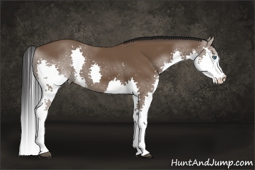 Horse Color:Bay Splash 