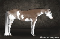Horse Color:Bay Splash 