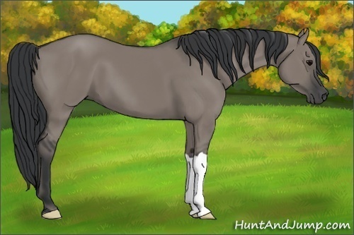 Horse Color:Grullo 