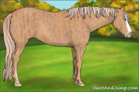 Horse Color:Gray Cremello Splash and Gray Cremello Splash Rabicano