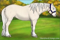 Horse Color:Cremello Splash  and Cremello Splash 