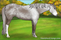 Horse Color:Gray Chestnut 