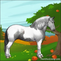 Horse Color:Black Tobiano Rabicano 