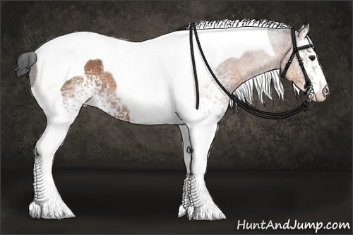 Horse Color:White Spotted Bay Tobiano Rabicano