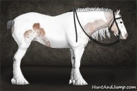 Horse Color:White Spotted Bay Tobiano Rabicano 