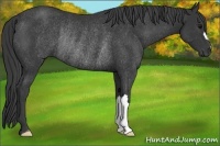 Horse Color:Black Rabicano 