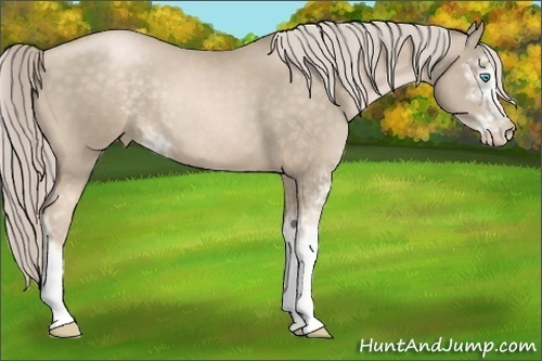 Horse Color:Chocolate Palomino Pearl Sabino