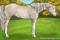 Horse Color:Chocolate Palomino Pearl Sabino