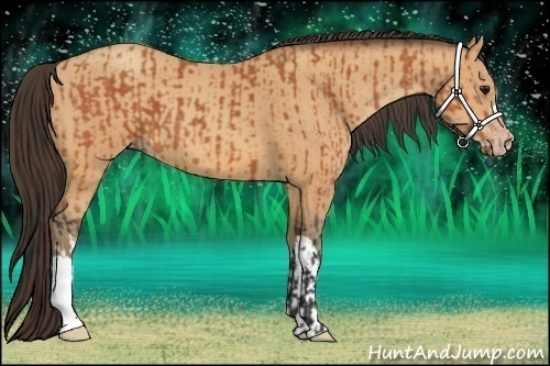 Horse Color:Bay  and Amber Champagne 