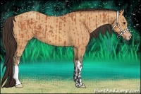 Horse Color:Bay  and Amber Champagne 