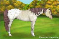 Horse Color:Painted Classic Champagne Ice Roan Dun Appaloosa 