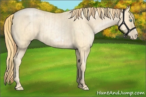 Horse Color:Buckskin Roan Pearl  and Buckskin Roan Pearl Frame 