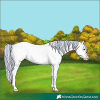 Horse Color:Painted Plaid  Chocolate Silver Amber Champagne Ice Roan Onyx Appaloosa Rabicano 