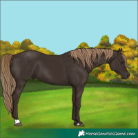 Horse Color:Liver Chestnut 