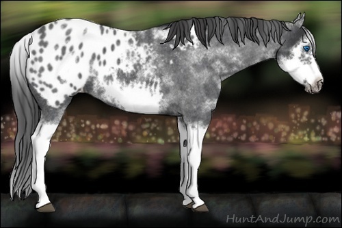 Horse Color:White Spotted Blue Roan Splash Frame Appaloosa