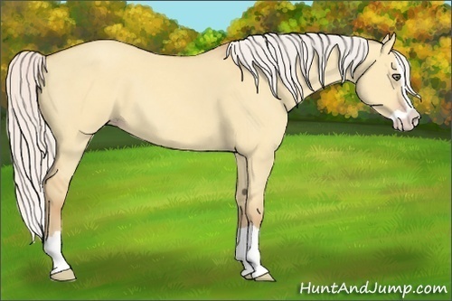 Horse Color:Silver Amber Champagne Dun Splash 