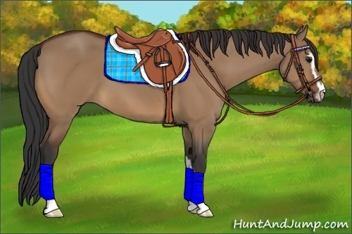 Horse Color:Bay Dun Sabino 