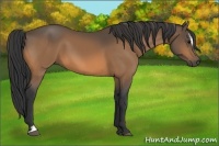 Horse Color:Buckskin Sabino