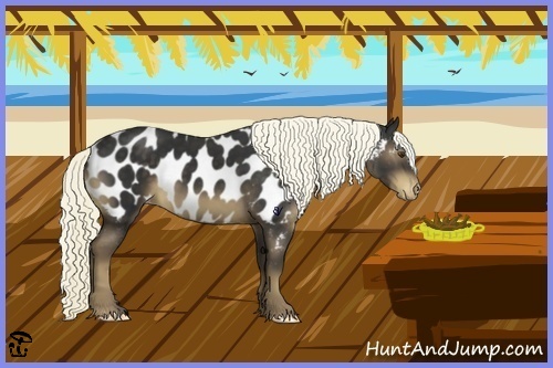 Horse Color:Liver Chestnut Appaloosa 