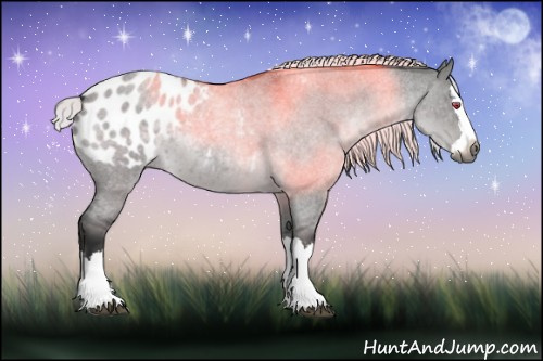 Horse Color:Gray Silver Grullo Chinchilla Roan Splash Appaloosa 
