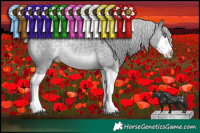 Horse Color:Silver Grullo Chinchilla Splash 