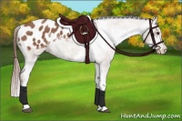 Horse Color:Chestnut Sabino Appaloosa 