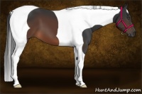 Horse Color:Brown Tobiano