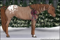 Horse Color:Red Roan Appaloosa 
