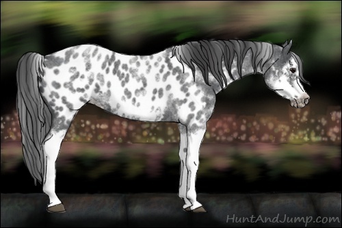 Horse Color:White Spotted Blue Roan Splash Frame Appaloosa