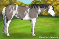Horse Color:White Spotted Grullo Splash 