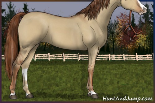 Horse Color:Red Dun Splash
