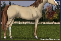 Horse Color:Red Dun Splash 