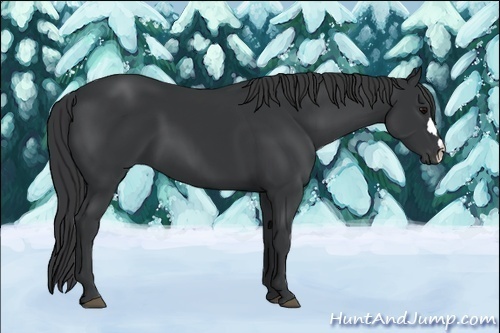 Horse Color:Black 