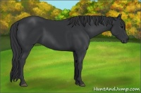 Horse Color:Black 