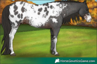 Horse Color:White Spotted Liver Red Roan Appaloosa