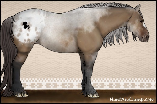 Horse Color:Brown Dun Appaloosa 