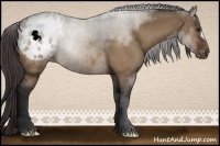 Horse Color:Brown Dun Appaloosa 