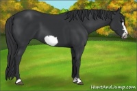Horse Color:Black Frame 