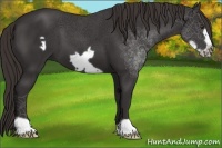 Horse Color:Liver Chestnut Frame 