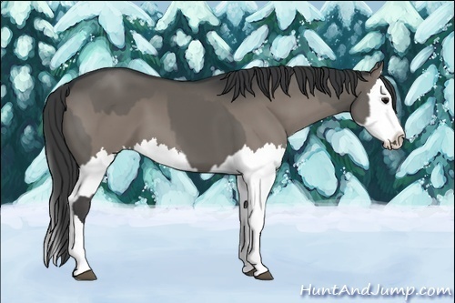 Horse Color:Grullo Sabino Splash and Grullo Sabino Splash