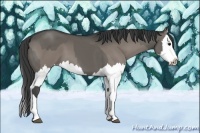 Horse Color:Grullo Sabino Splash  and Grullo Sabino Splash 