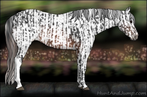 Horse Color:Brown Rabicano  and Brown Appaloosa Rabicano 