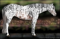 Horse Color:Brown Rabicano  and Brown Appaloosa Rabicano 