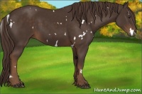 Horse Color:White Spotted Liver Chestnut 