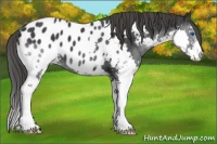 Horse Color:Black Sabino Splash Appaloosa